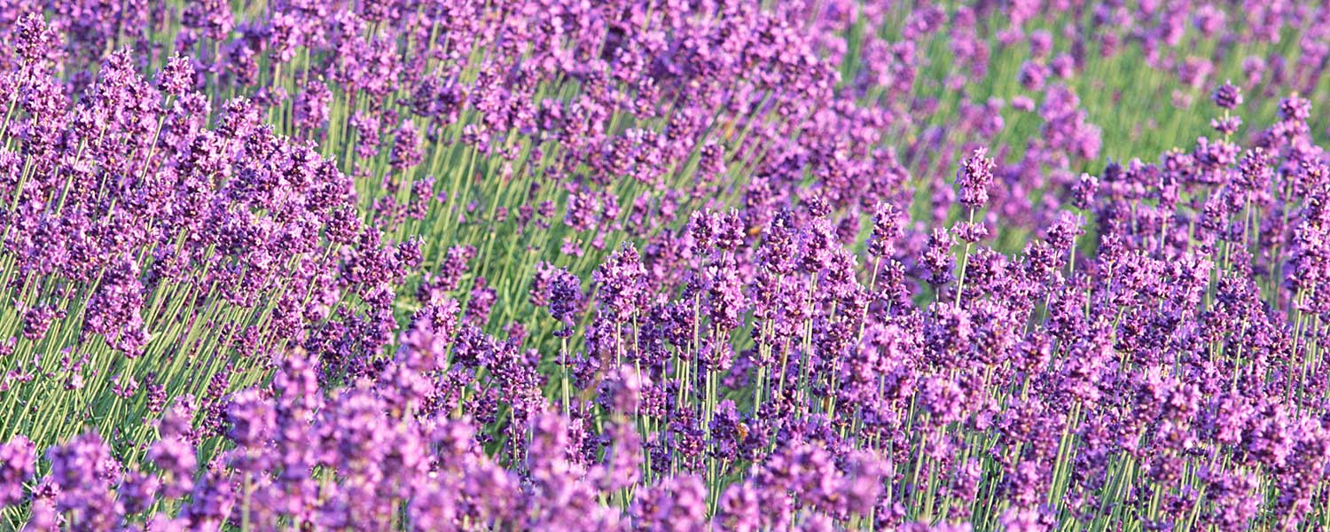 ハーブ畑にいるような心地